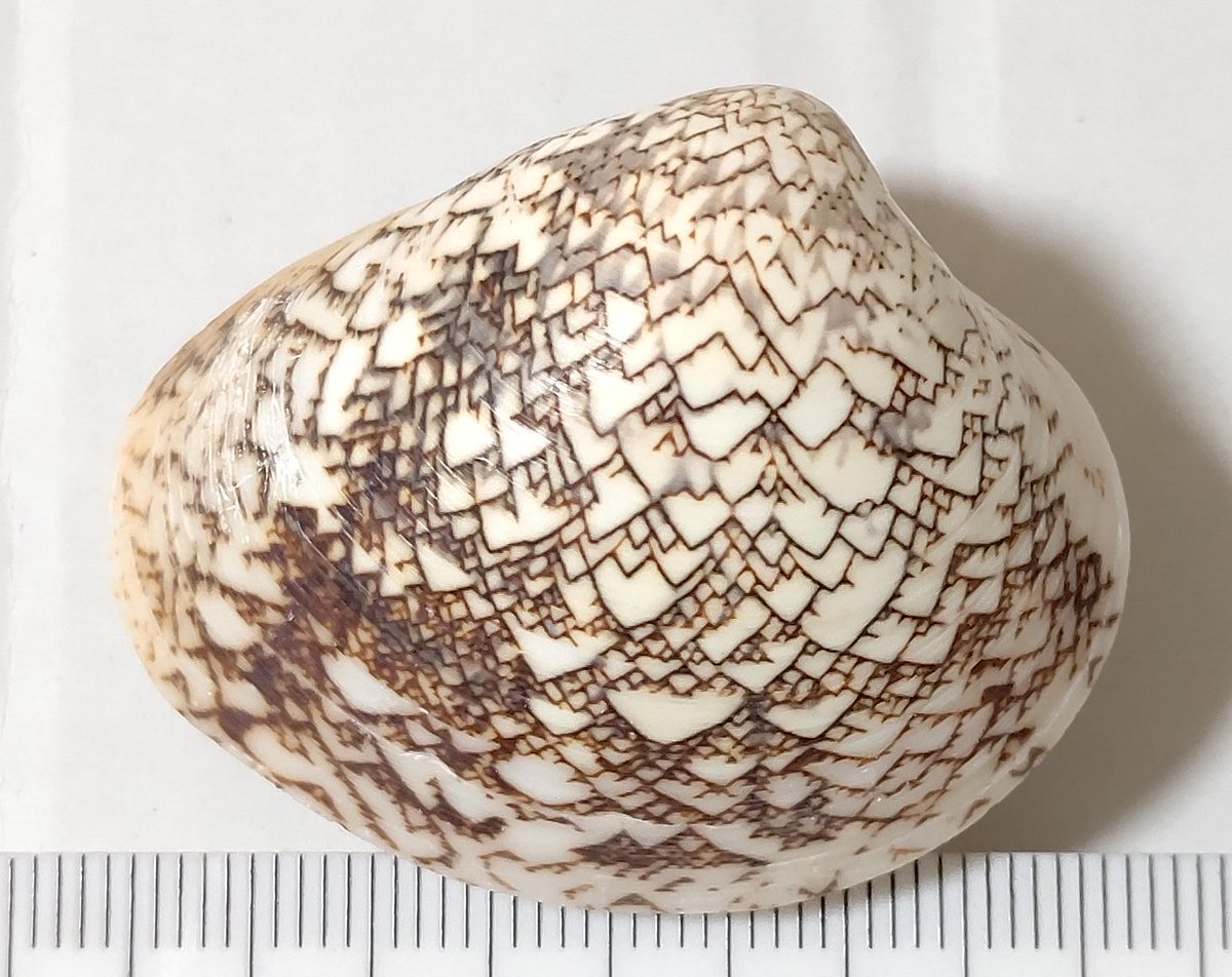 Turbjoke Museum (@turbjoke) / Posts / X