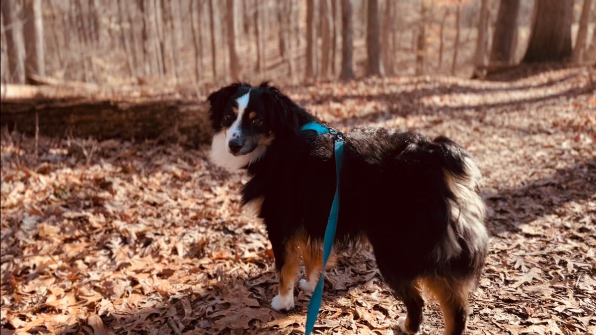 Took a walk in the woods this morning, hoping that Tucker might be a little more focused during obedience training class today.😅🐾