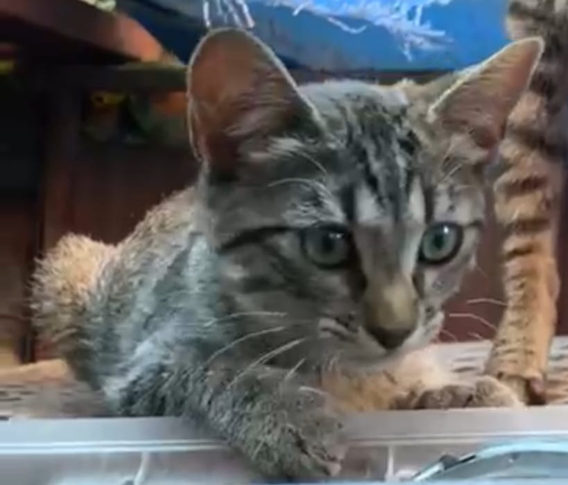eltuitdemarsh's tweet photo. "¿Quién desea cambiar la vida de esta bella gatita? Su dueña murió y ella, junto a su mamá, buscaron refugio en las repisas del patio de una vecina. Lamentablemente, ella tiene perritos y no puede cuidarlas. Si deseas darles un hogar, llama al +56990838061." Favor RT!
#ElBosque https://t.co/JDkkUMB1kg