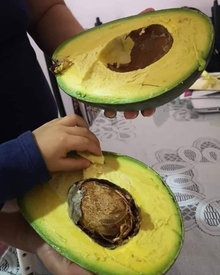 InformaCosmos's tweet photo. De los Aguacates más grandes de México. https://t.co/U5XRMjqi2E