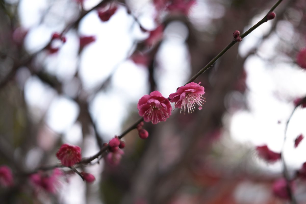 #sigma #sigmafp #sigma45mm #iseries
修理から帰ってきたから梅撮ったよ〜ん。