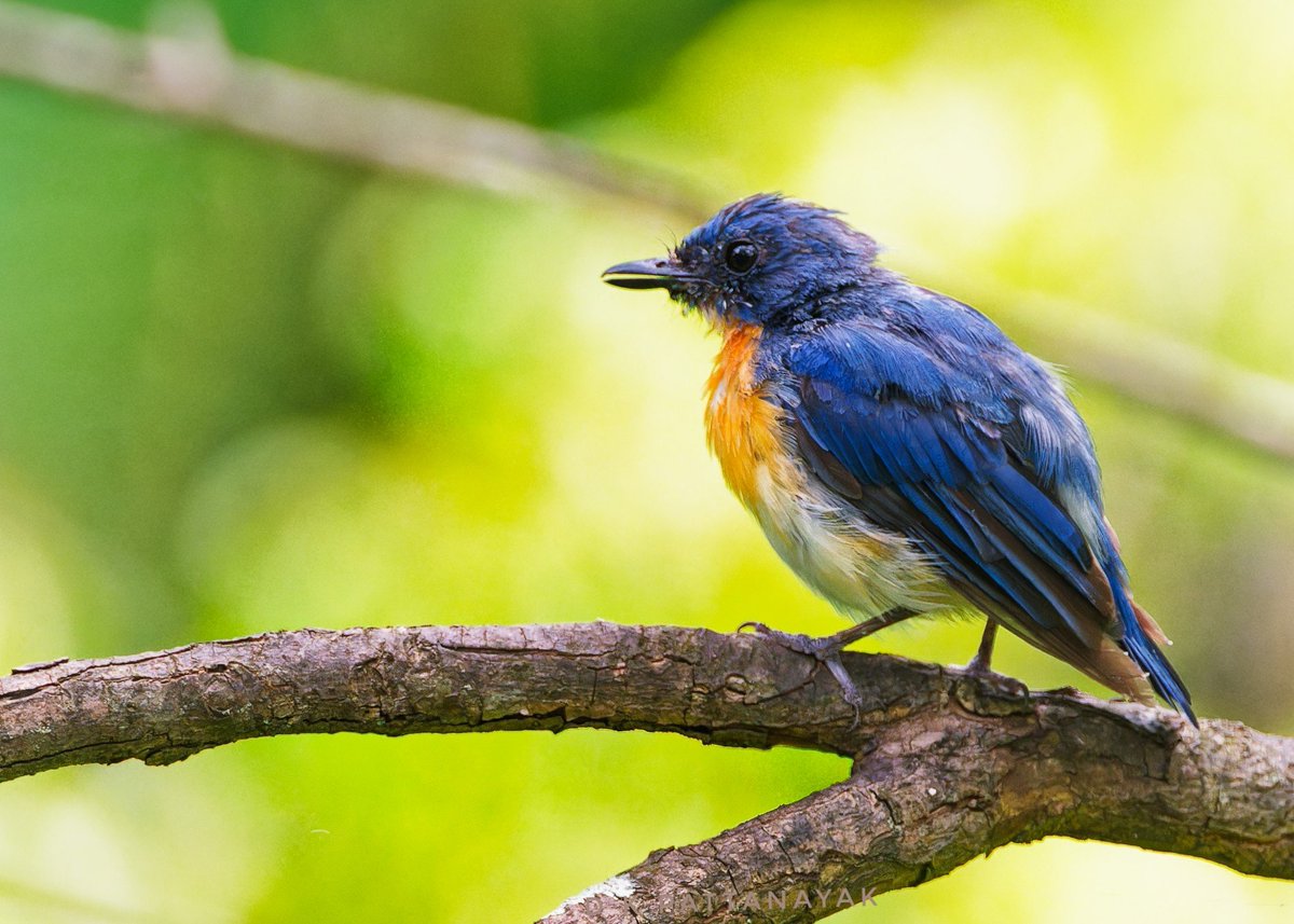 Tickell's Blue Flycatcher (Cyornis tickelliae), probably immature, on the branch of an Indian gooseberry tree, in front of our resort in #saswad #maharashtra #india. #IndiAves #ThePhotoHour #BBCWildlifePOTD #natgeoindia