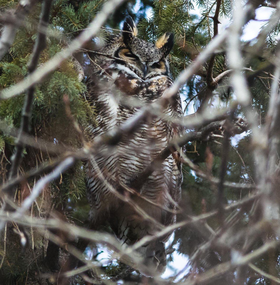 I didn’t see any owls on #superbowlsunday despite trying hard to find some Short-eared near sundown, so here’s a Great Horned from a few days ago #birding #birdphotography #nature #wildlife #wildlifephotography #yeg #alberta