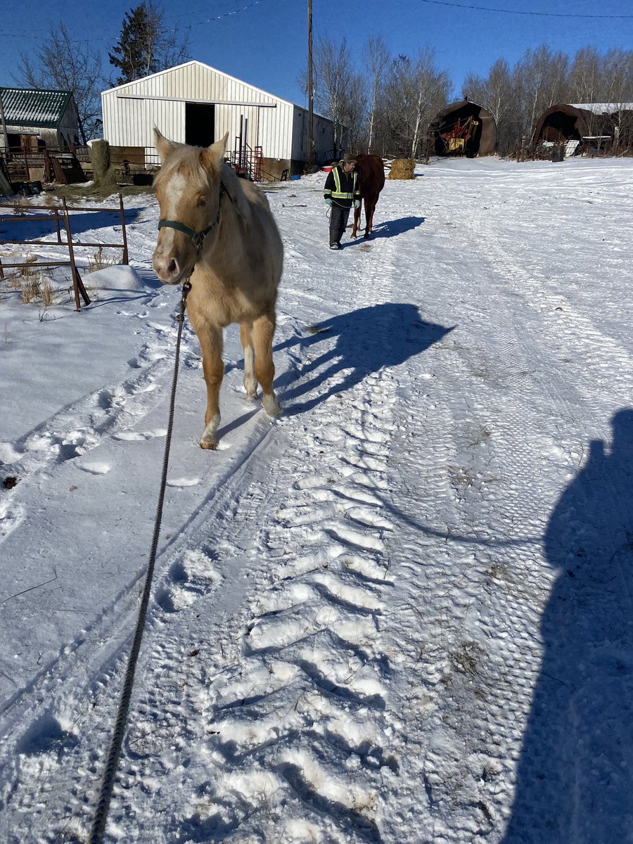 Thorranching's tweet photo. Luna’s first day on a lead went good https://t.co/6eTn8LuyVW