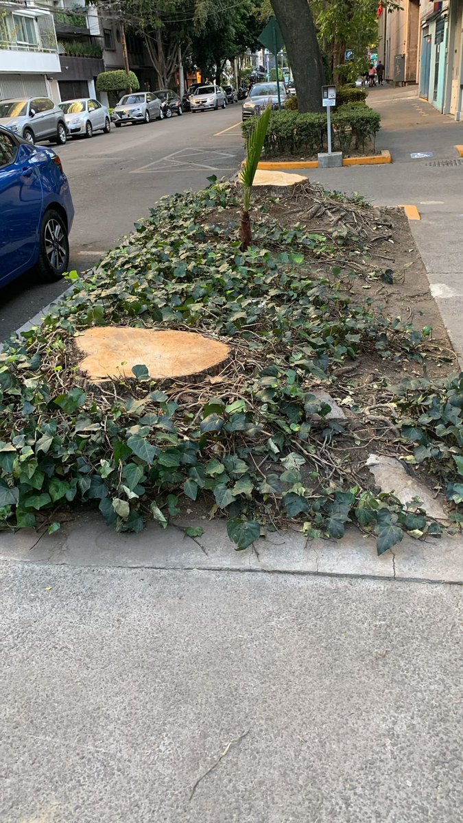 lavozdepolanco's tweet photo. Y así las cosas en #polanco : se TALAN cuatro jacarandas de más de 50 años en Hegel y NADIE en la alcaldía ni en la policía vio NADA! Pedimos ayuda a @mariana_boy para que se investigue este DELITO, y se sancione a estos DELINCUENTES ambientales! Así quedaron los 4 👇 https://t.co/4JUF48Wxyu