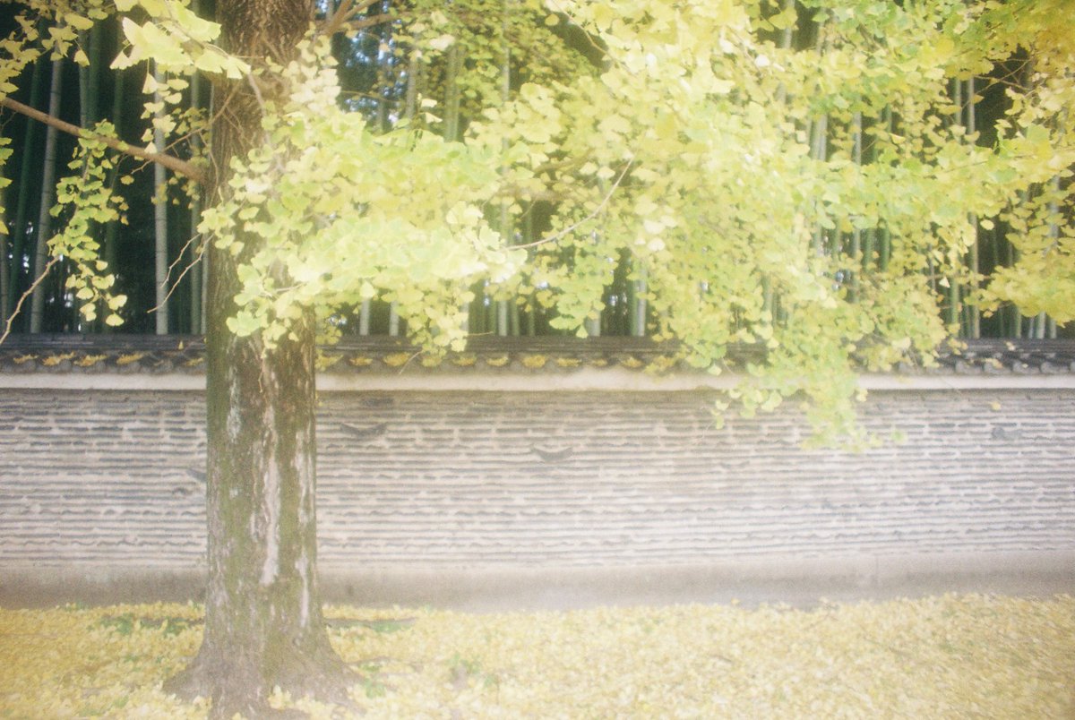 kyoto_suki's tweet photo. #見た人もなにか無言で壁あげる
#Olympus #OMPC SIGMA ZOOM γ 21-35mm F3.5-4 MC 曇り玉 #KODAKGOLD200 #film #過去写真 https://t.co/vqg8YbznIS