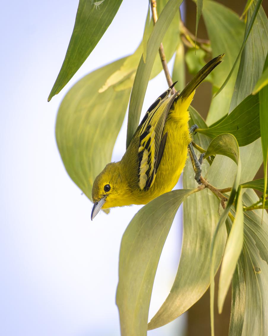 Keep those #Mondayblues at bay and light up your week ahead! #happmonday #indiAves #commoniora #birdphotography #birdwatching #birding #BirdTwitter