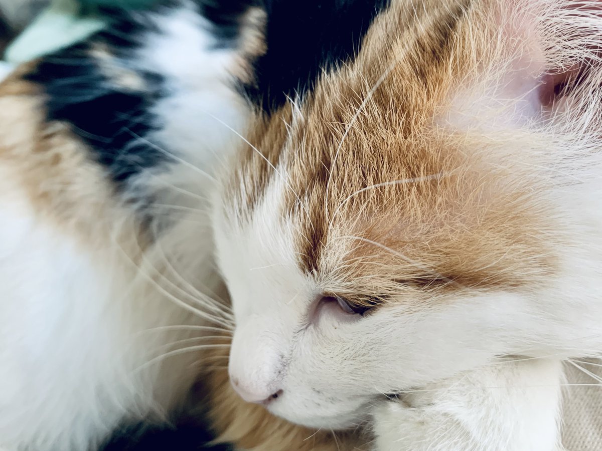 うとうとするしっぽ店長。