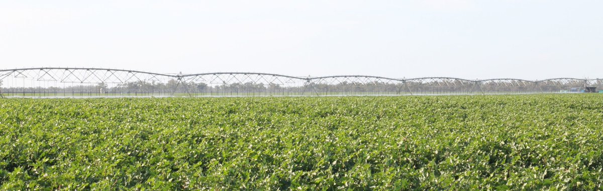 While many crops will be past the time when significant N fertiliser rate decisions are likely for this season the petiole N data is some interesting comparisons that can be made between the apparent crop N status of the Northern and Southern  crops,

backpaddock.com.au/2024/02/12/cha…