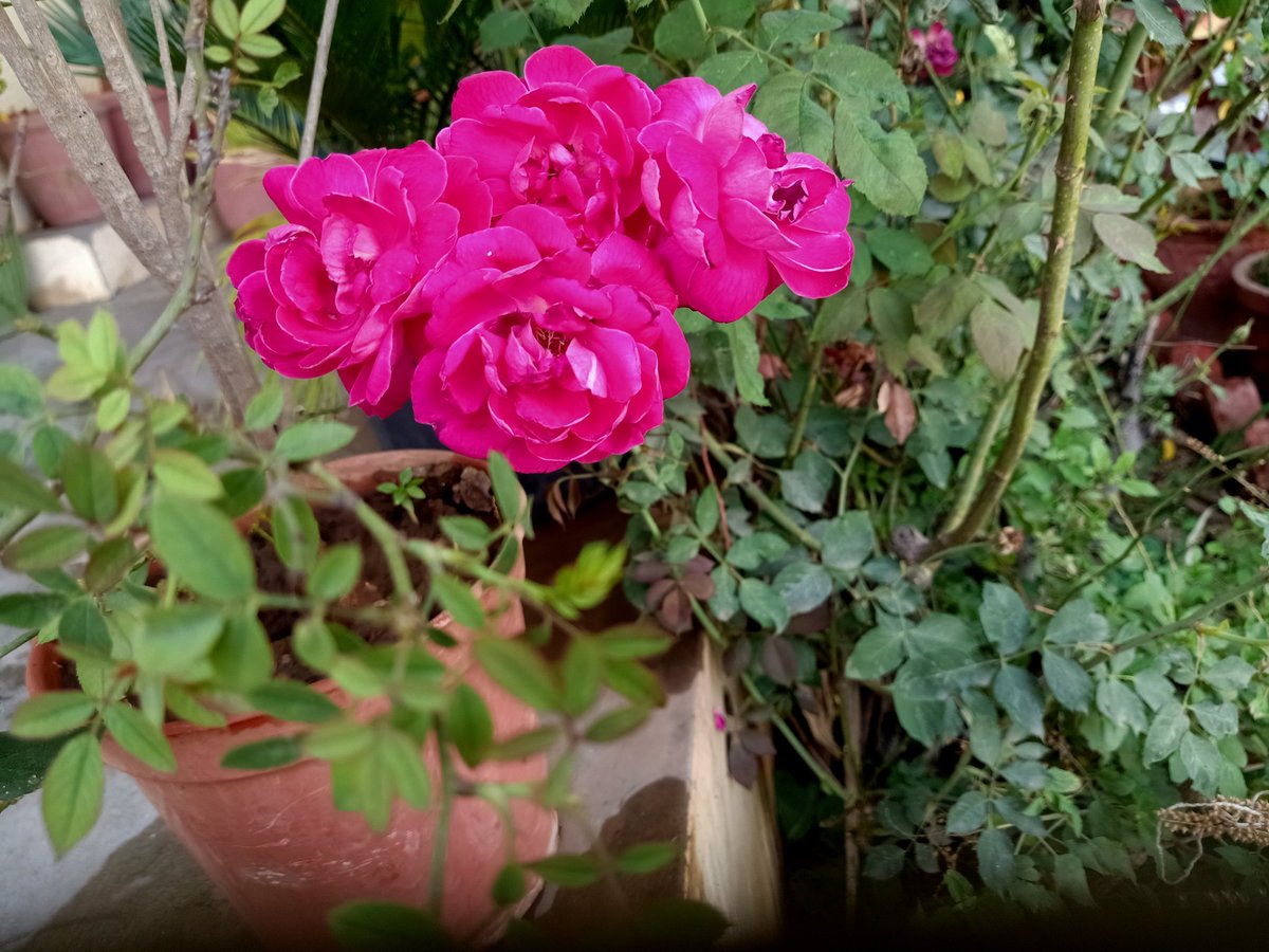 NayanaSChauhan's tweet image. A beautiful plant is like having a friend around the house. 
#Happymorning #home   #Ghoghamba #Panchmahal