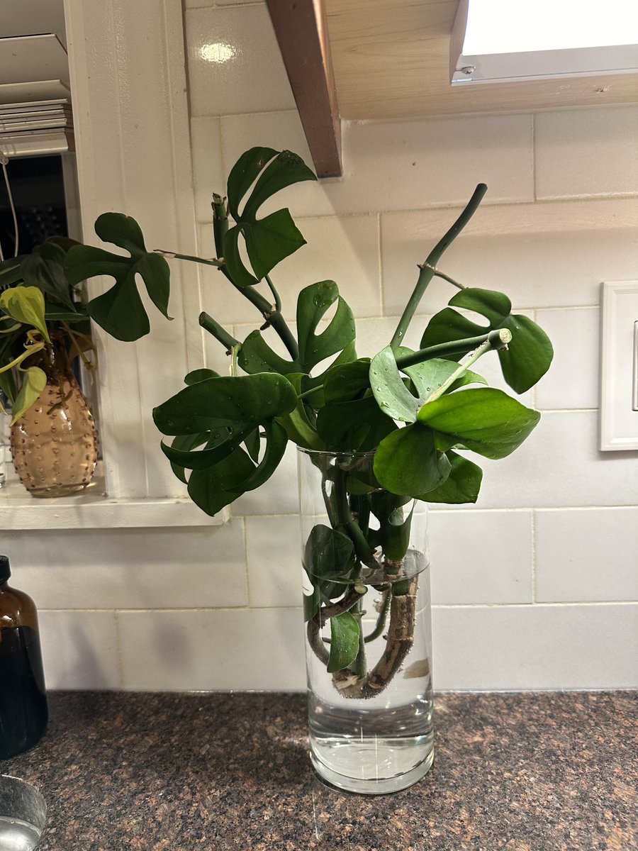 PottedPlants.org tweet media