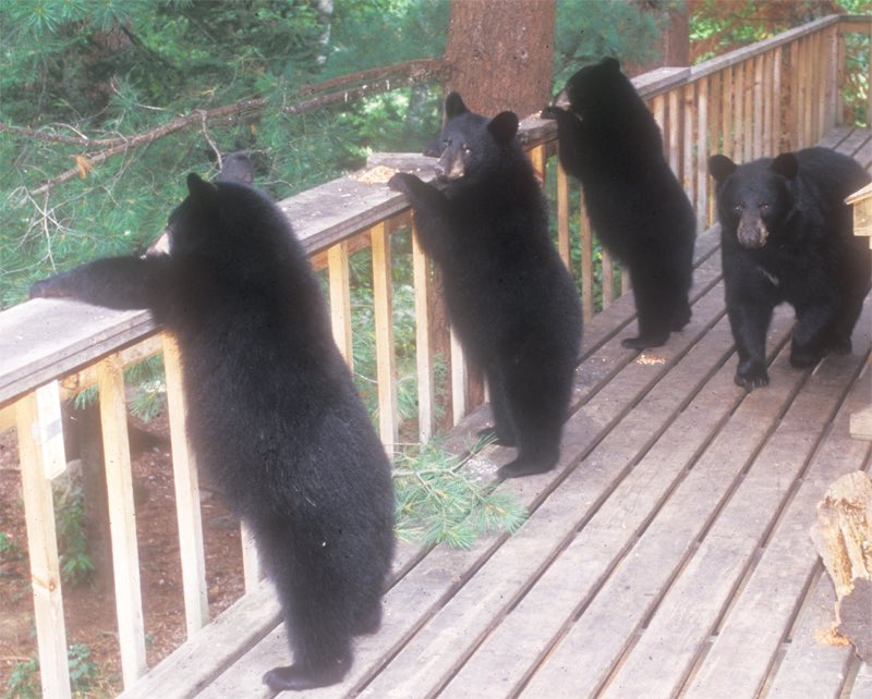BearPosting's tweet photo. https://t.co/u0tiHErKv5