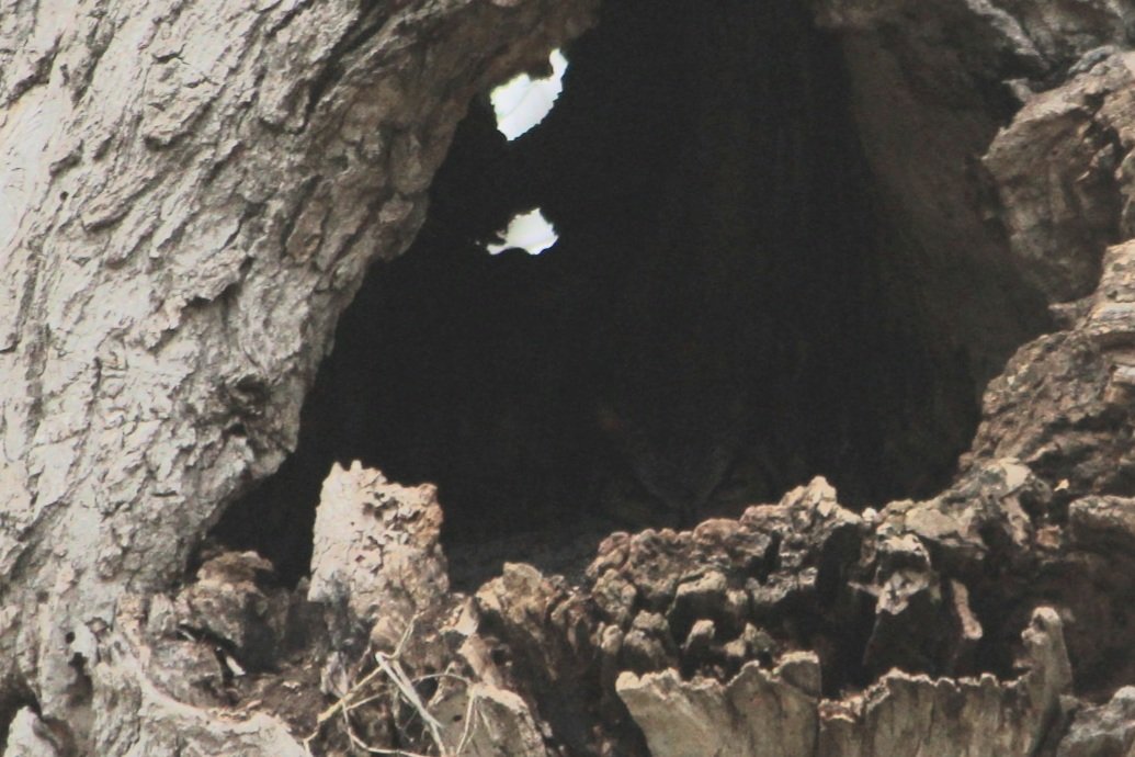 Saw some critters ...bad pic is of a great horned owl ...I need a much bigger camera to capture that bird