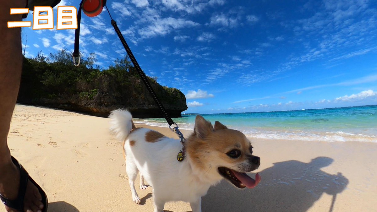 OkinawaWithDogs's tweet photo. ワンコと行けばこんな沖縄!!! YOUTUBEチャンネル開設一周年を記念して、ワンコと行く沖縄のモデルコース動画を作りましたので、ぜひご覧ください。 ①お散歩日和の秋冬春 編 3泊4日モデルコース https://t.co/geikK0dRJu… #沖縄旅行 #ペットと一緒 #犬のいる暮らし #沖縄好きな人と繋がりたい https://t.co/IigZW5BRlM