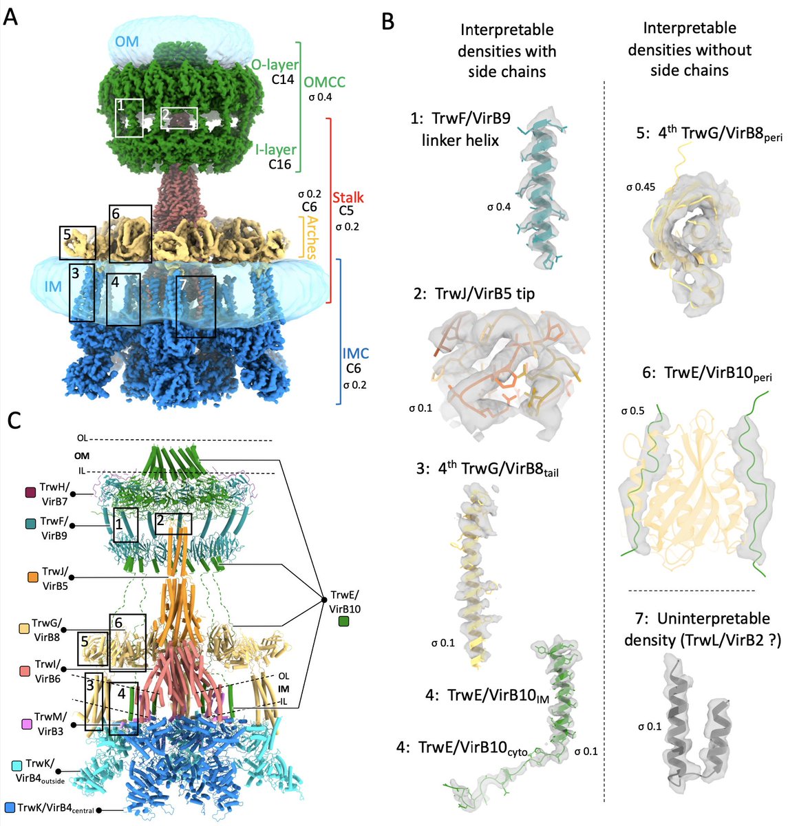 Cryo-EM structure of a conjugative T4SS identifies a molecular switch regulating pilus biogenesis | bioRxiv

biorxiv.org/content/10.110…