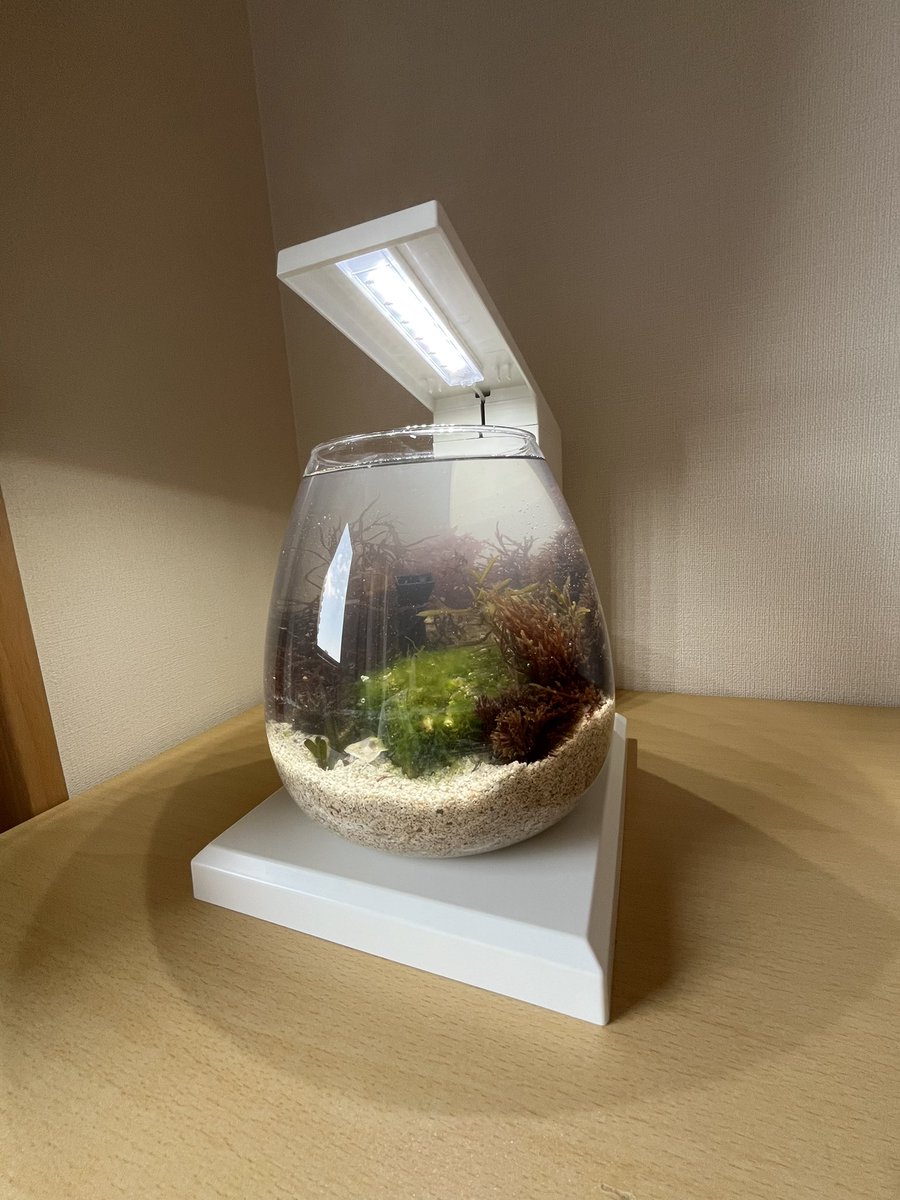 豊津商店【YouTube】 tweet media