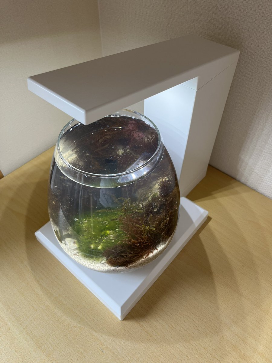 豊津商店【YouTube】 tweet media