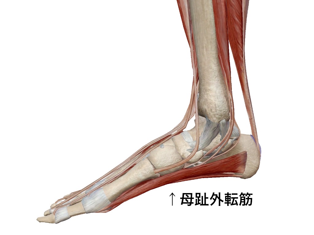 prt_brain's tweet photo. 【母趾外転筋】

母趾外転筋は踵骨から足底の内側を走行します。

この図ですよ舟状骨には付着していませんが実際に解剖実習で見たご献体は

舟状骨を介して走行していました。

なので、有痛性外脛骨の方の治療ポイントしても大事になってくる筋肉です。

＃解剖学
＃思いっきり解剖学 https://t.co/w2wo6PD6IF