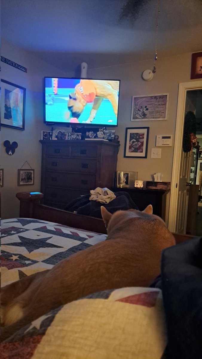 HKooch's tweet photo. Our fur baby Penny is watching #PuppyBowl #PuppyBowl2024 https://t.co/CEDhCc5YI6