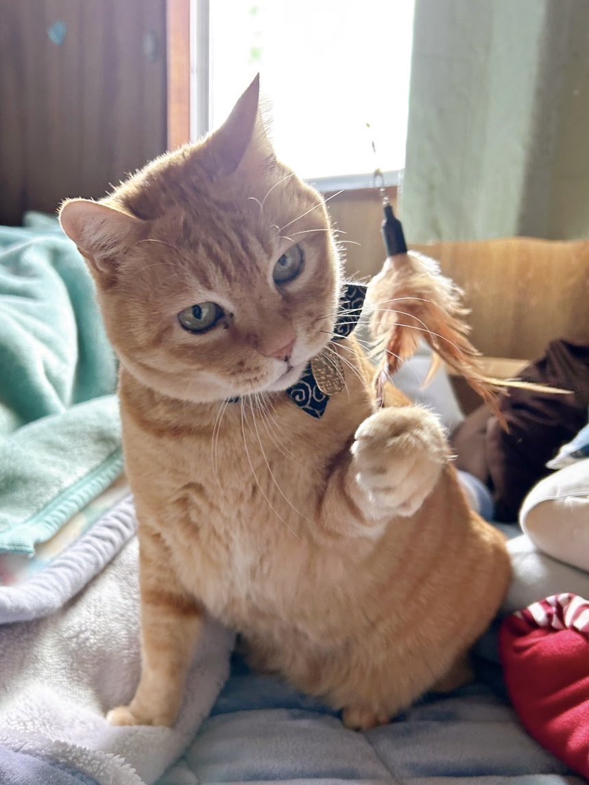 bijutsu1's tweet photo. 『ゴッちゃん😺Go-chan』(20240211)🎨猫じゃらしで遊んでもらってますニャ。#尾道市立美術館 #尾道 #猫 https://t.co/N8L1tNBQm3