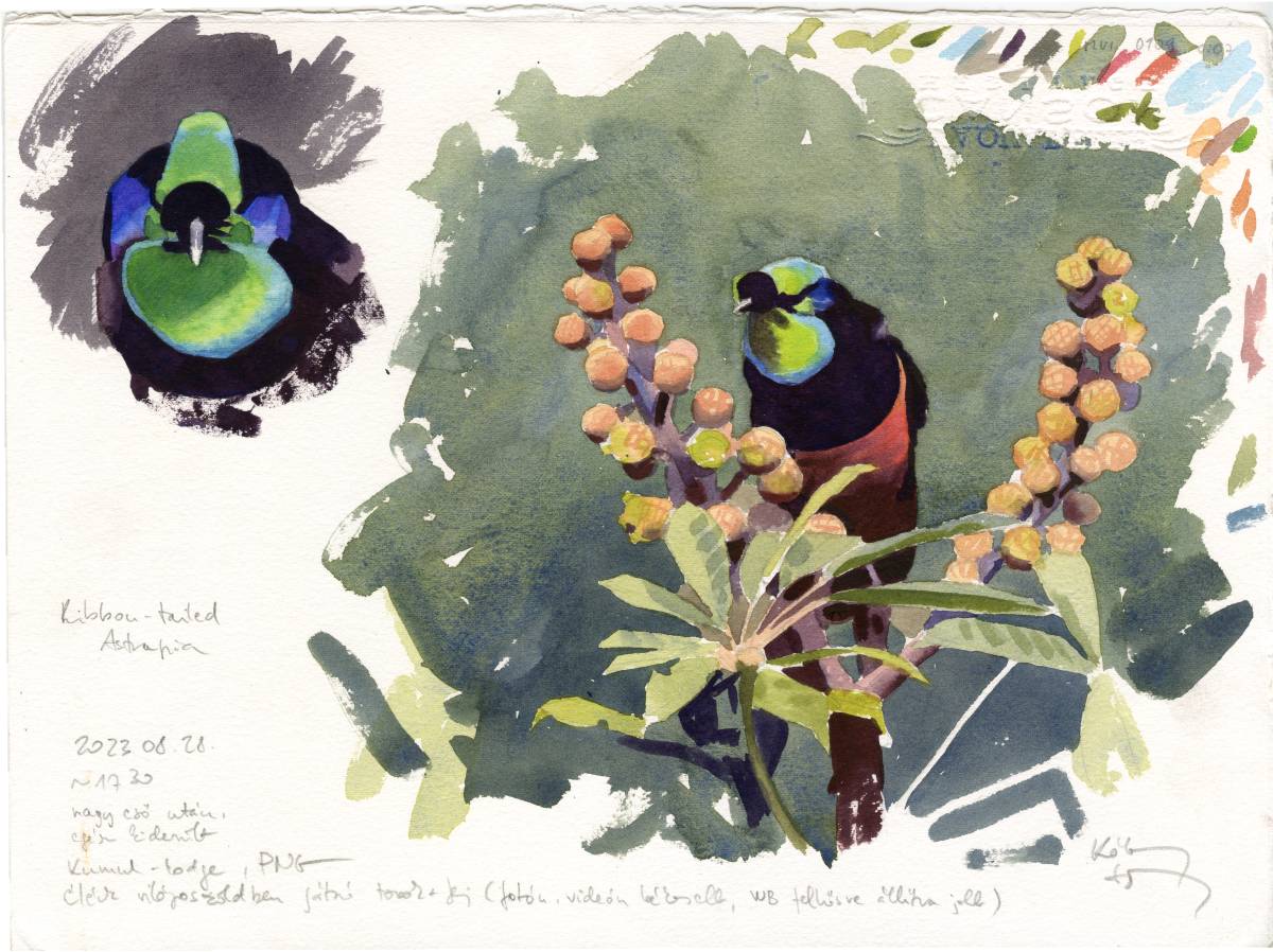 kokayart's tweet photo. Luckily my lost Bird of Paradise watercolours have been recovered and arrived back to me! Sadly they have missed the exhibition in London. I offer them for sale. All are 28 x 37 cm, watercolour on paper, price is 290 EUR. Send me a message if you are interested! https://t.co/90SfIuebcz