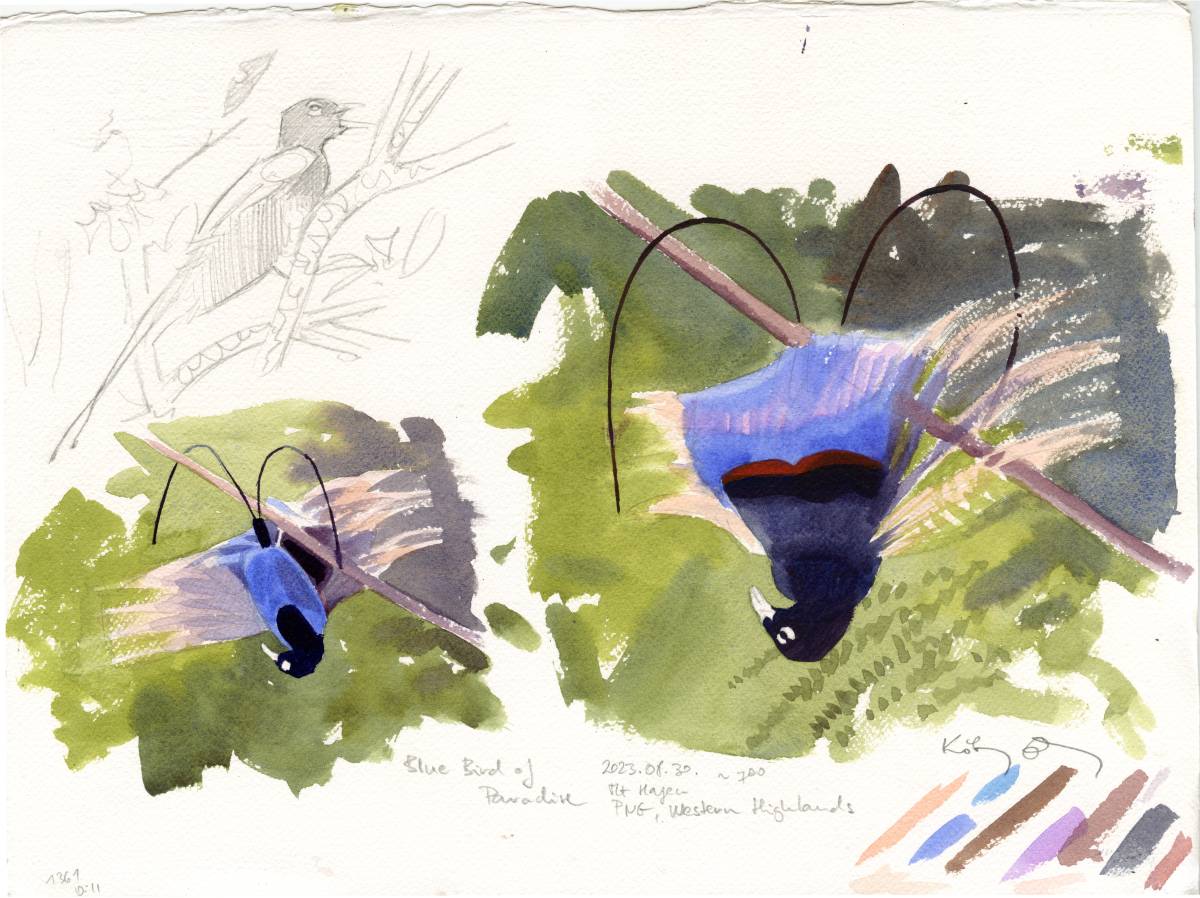 kokayart's tweet photo. Luckily my lost Bird of Paradise watercolours have been recovered and arrived back to me! Sadly they have missed the exhibition in London. I offer them for sale. All are 28 x 37 cm, watercolour on paper, price is 290 EUR. Send me a message if you are interested! https://t.co/90SfIuebcz