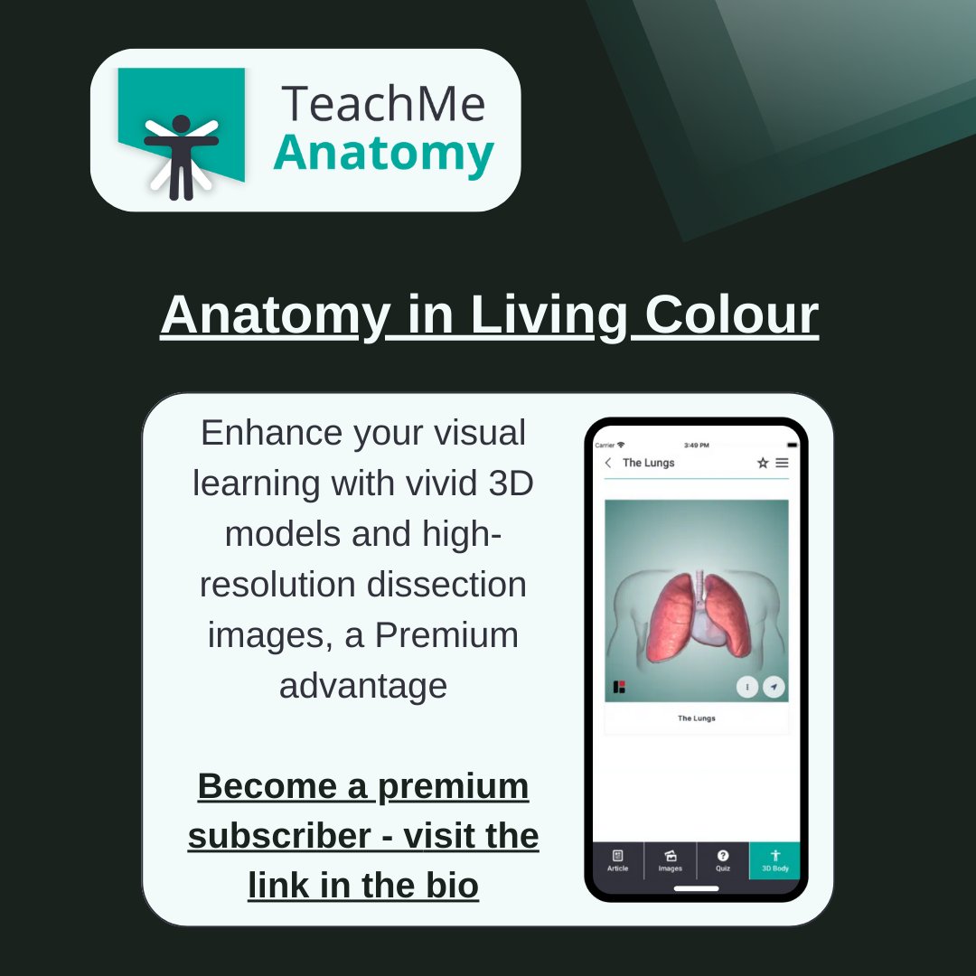 Enhance your visual learning and supercharge your anatomy learning with TeachMeAnatomy Premium🚀Find out more: teachmeanatomy.info/sign-up/ 

#medicalstudent #medicine #medstudent #medicalschool #medschool #physician #futuredoctor #studymotivation #medlife #surgery #juniordoctors