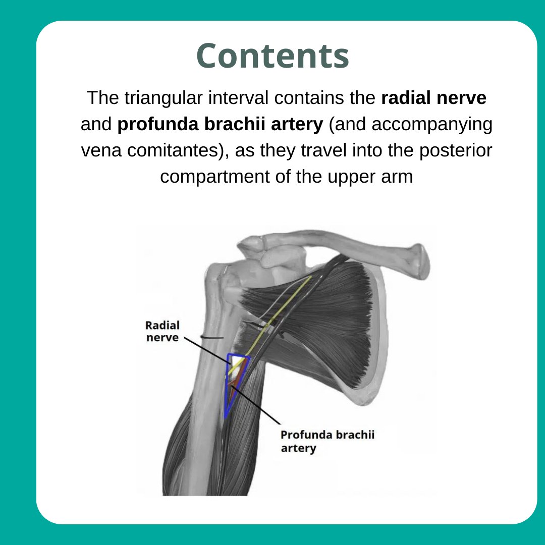 Next up in the Anatomical Areas Series: The Triangular Interval!  Read the full article: teachmeanatomy.info/upper-limb/are…

#medicalstudent #medicine #medstudent #medicalschool #medschool #physician #futuredoctor #premed #studymotivation #medlife #surgery #medstudentlife #juniordoctors