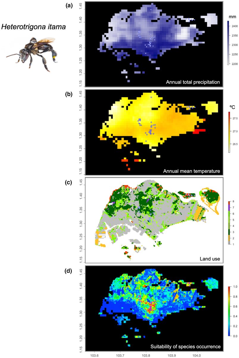 ❗️NEW PAPER❗️ How #citizenscience helped model and unravel #bee distribution dynamics in a highly urbanised #tropical #city! With super cool photos and maps too! Honored to have been a part of this work led by colleagues at @yalenus @nus @NUSResearch! doi.org/10.1111/btp.13…