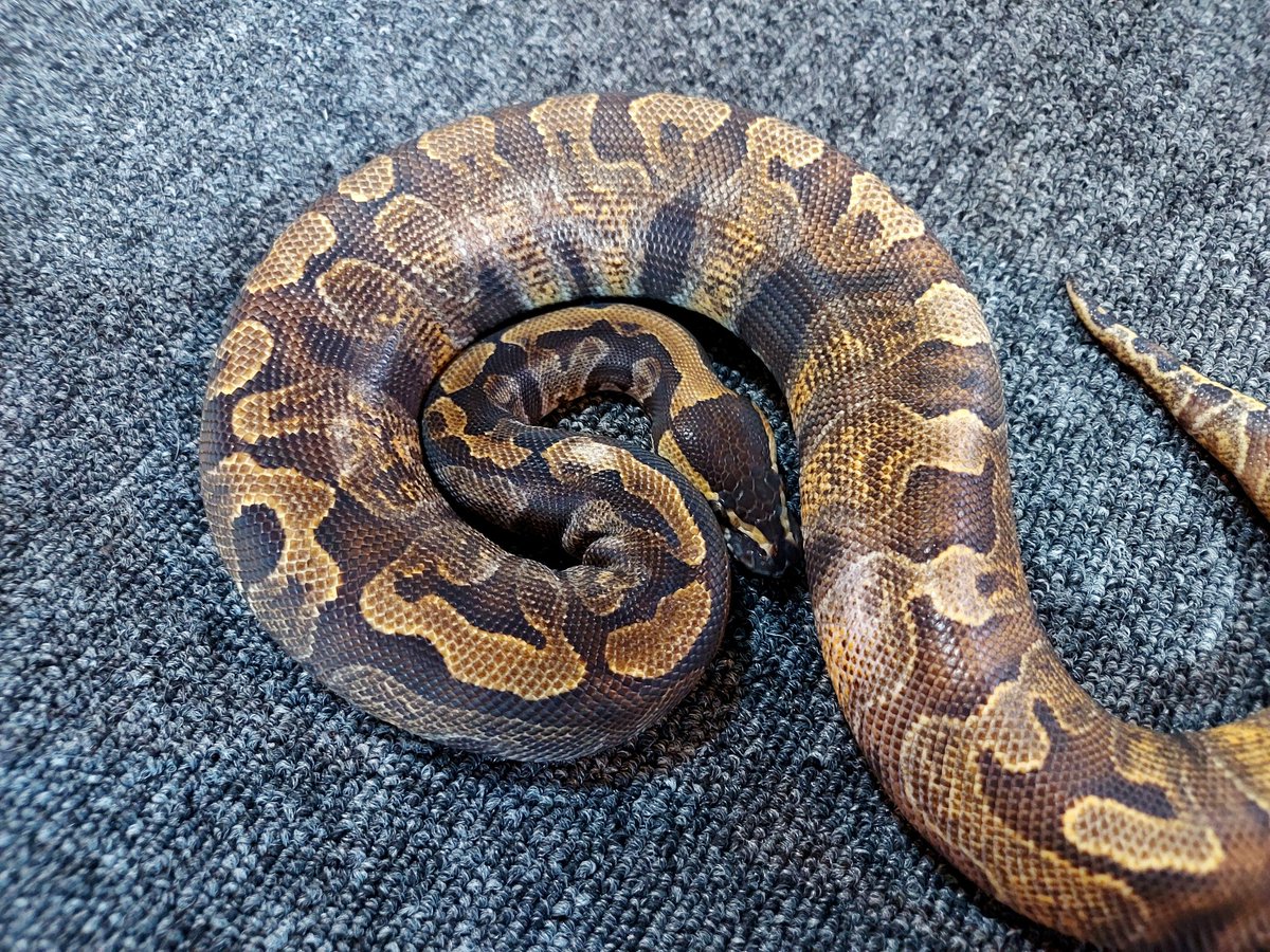 othimusyamusya's tweet image. ご都合はわかるのですが…どんな理由にしてもドタキャンはダメージを負いますよ😭

御客様に欲しいと要望されてた個体をお断りする訳ですからね😢

#BreedersReptilesShopGoisu 
#ボールパイソン