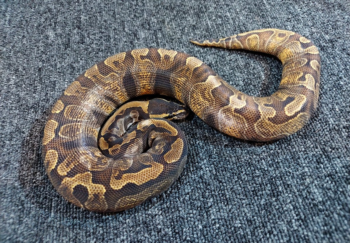 othimusyamusya's tweet image. ご都合はわかるのですが…どんな理由にしてもドタキャンはダメージを負いますよ😭

御客様に欲しいと要望されてた個体をお断りする訳ですからね😢

#BreedersReptilesShopGoisu 
#ボールパイソン