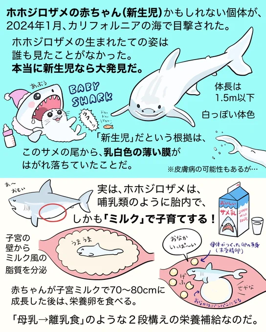 ホホジロザメの生まれたての赤ちゃん(新生児)が世界初の発見!?というニュースを図解しました。ホホジロザメの子育てがだいぶ哺乳類っぽい件を、哺乳類の皆さんも知るべき。 ためしに縦読みマンガ(Fliptoon)用に加筆&再構成したバージョンも作ってみました。読んでみてね↓ https://www.amazon.co.jp/dp/B0CVFNPJ5X?ref=cm_sw_tw_r_wcm_sd_rwt_eeWLhIpOXoZOE