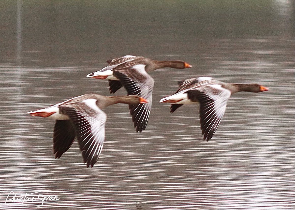 The Greylag geese were particularly active at Furzton Lake on Saturday.

.
.
.

#miltonkeynes   #mk_igers #visitmk #thisismiltonkeynes #lovemiltonkeynes #miltonkeynesphotography #scenesfrommk #destinationmk #theparkstrust #miltonkeynesphotos #furztonlake #birdsphotography