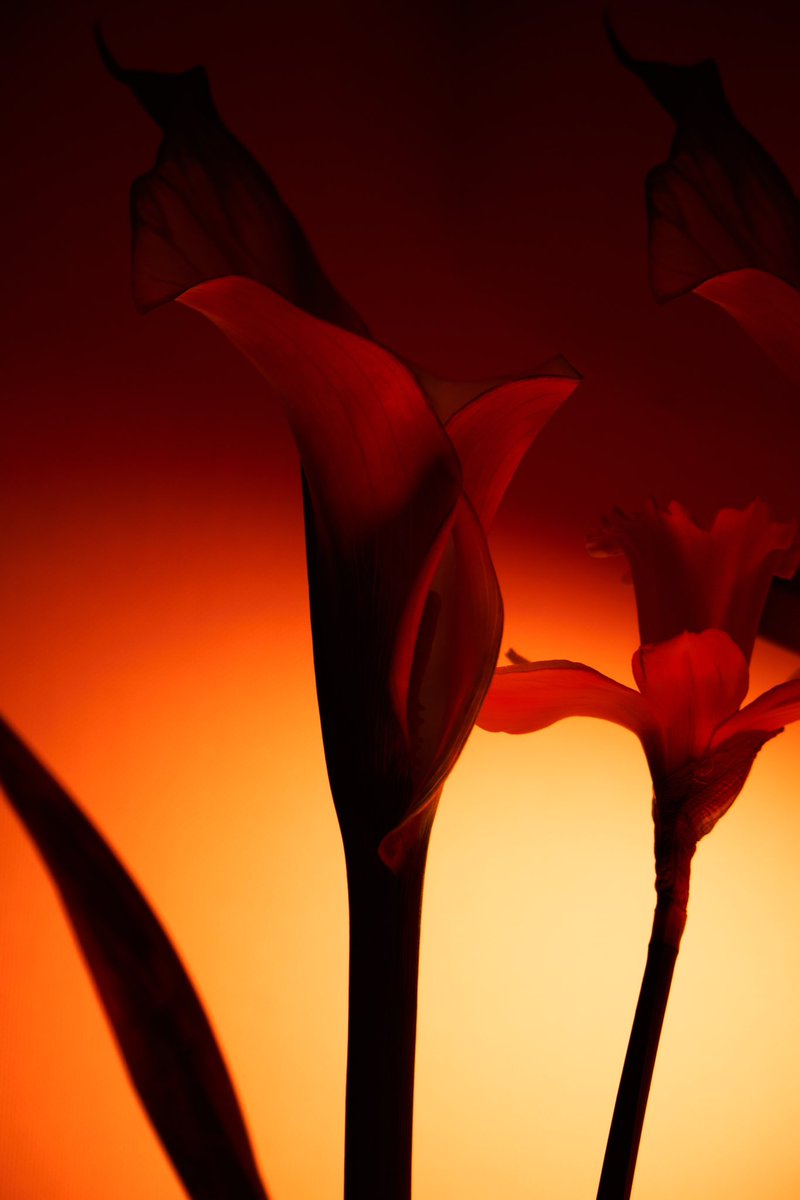 Good morning my dear frens! Wish you a great week!

A little bit colour today 🧡