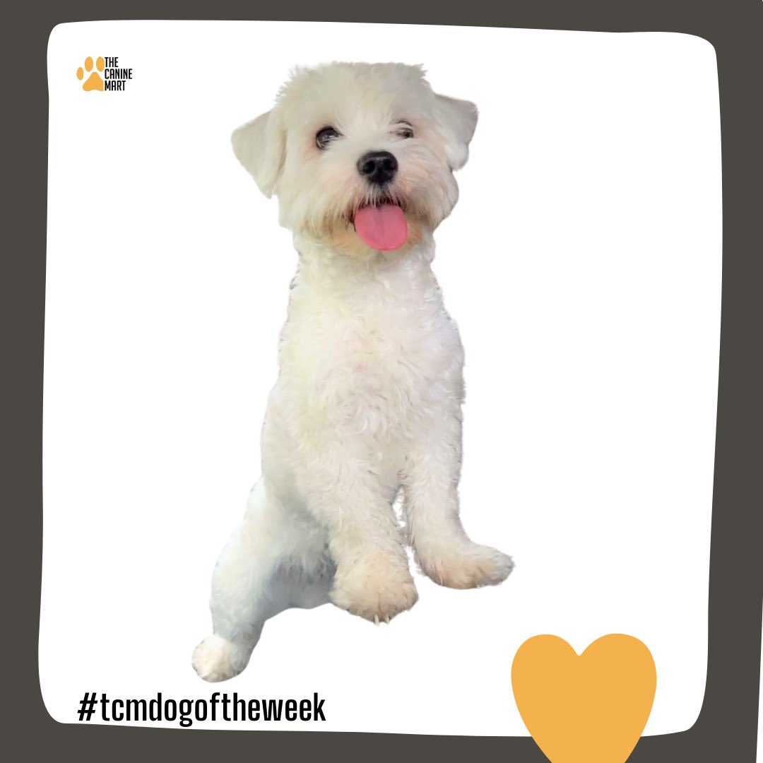 thecaninemart's tweet photo. Dog of the Week

Pet Name: Mia 

“A sweet dog, parvo survivor and a very playful companion. 
Recently got a new dad &amp; we look forward to a pleasant experience in her new home”

#AFCON2023 #abuja #tcmdogoftheweek #petshoponline https://t.co/kxj3E8oU5q