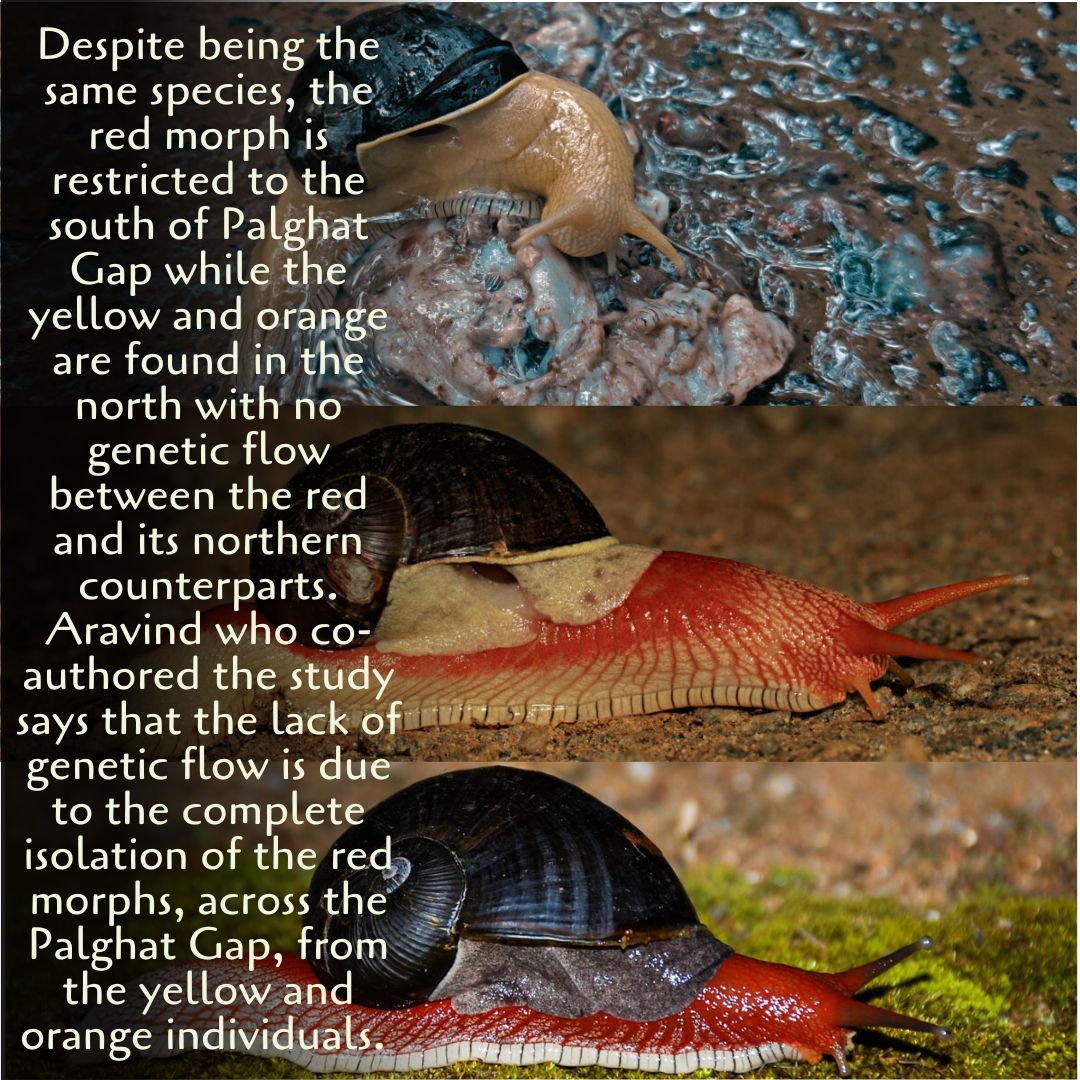 ATREE (@atree_org) on Twitter photo Recent study investigates genetic flow among 3 colour variations of semi-slug Indrella ampulla & finds the Palghat Gap is a significant barrier, isolating the red colour morph in the south from its yellow & orange counterparts in the north of the Gap.
<a href="/naaravind/">Aravind Madhyastha</a> Recent study investigates genetic flow among 3 colour variations of semi-slug Indrella ampulla & finds the Palghat Gap is a significant barrier, isolating the red colour morph in the south from its yellow & orange counterparts in the north of the Gap.
<a href="/naaravind/">Aravind Madhyastha</a>