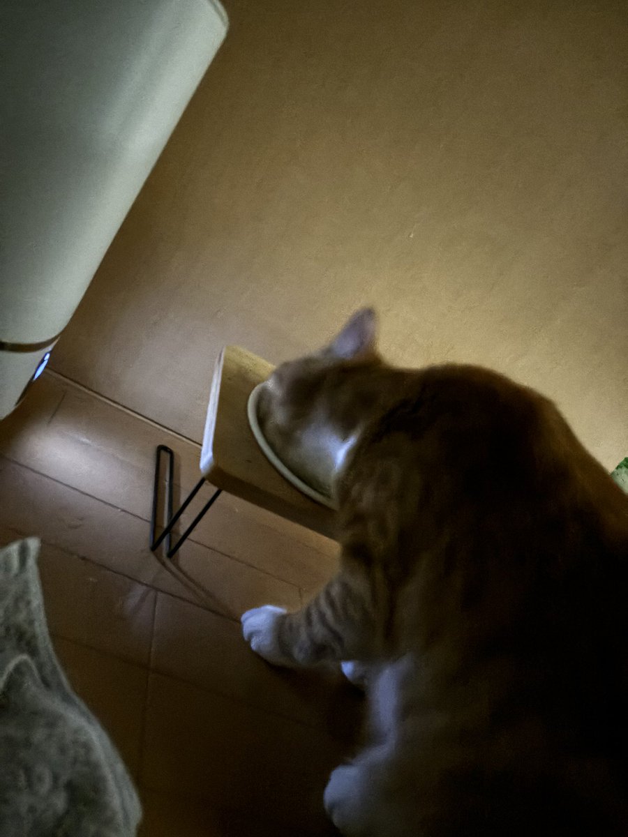 Aliceoo2323's tweet photo. 猫絶対電気消すと餌食べ始める https://t.co/cnAJSOH1Tk