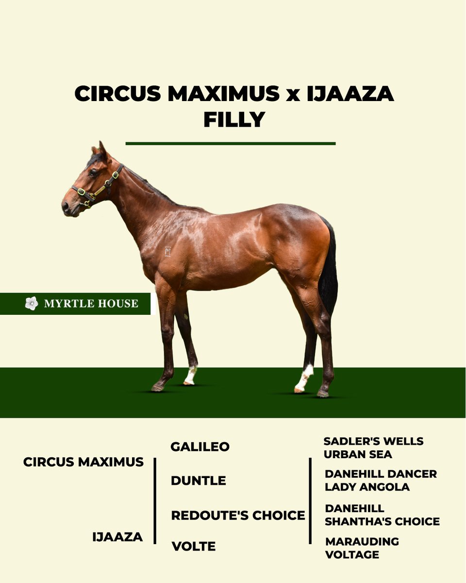 🏇 Meet Lot 137 from NZB Karaka Yearling Sales - Circus Maximus x Ijaaza Filly! More Information To Come! 📞 Contact Ed or Lucas for a chance to race with Myrtle House. E: edward@myrtlehouse.horse P: 0420 985 582 E: bloodstock@myrtlehouse.horse P: 0474 902 896