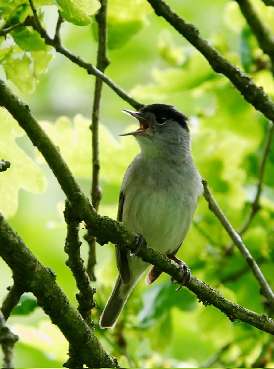 jolandabrwr's tweet photo. Goedemorgen!
Vandaag twee lastige vogeltjes qua uiterlijk dan!😏 Tussen de #glanskop en de #matkop zitten minimale verschillen.
Een initiatief van @wilma_meijerink https://t.co/tch9wEDmYH