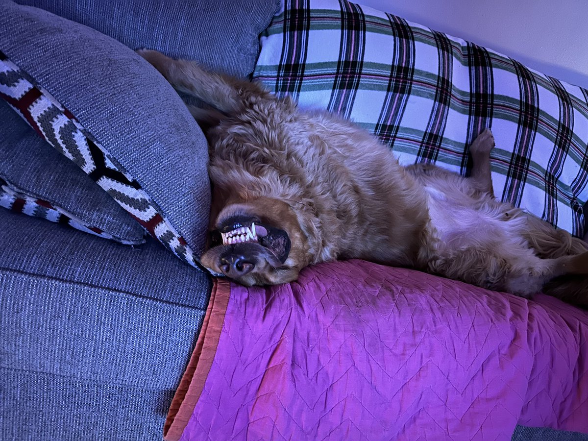 SingerGG__'s tweet photo. @barkbox https://t.co/UEokHVLkiY