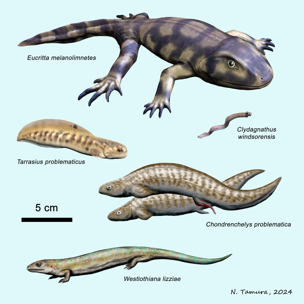 Carboniferous Vertebrate Series #2, the Visean stage, part I: Eucritta, tarrasius, Clydagnathus, Chondrenchelys, Westlothiana