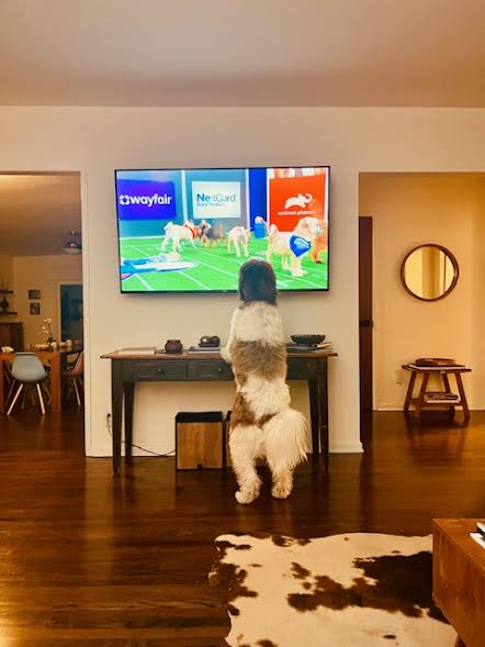Who here watched the Puppybowl?