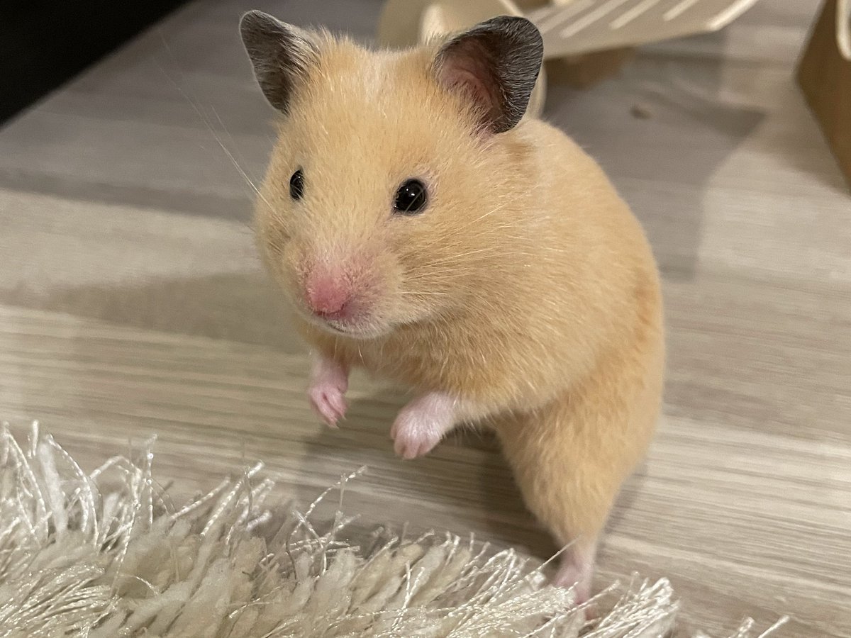 ham_edia's tweet photo. 【里親募集中】
今日はコムタンちゃんの紹介です🐹

食べる事やお散歩が大好き💕最近お顔に丸みが出て愛らしくなってきました☺️

かわいい子たちが幸せになるのを待ってます。
よろしくお願いいたします
#HAM143
#保護活動
#ハムスター
#里親募集中

https://t.co/HyD76usm5r
https://t.co/cChsQAy8cz https://t.co/NTq3ODiIN4