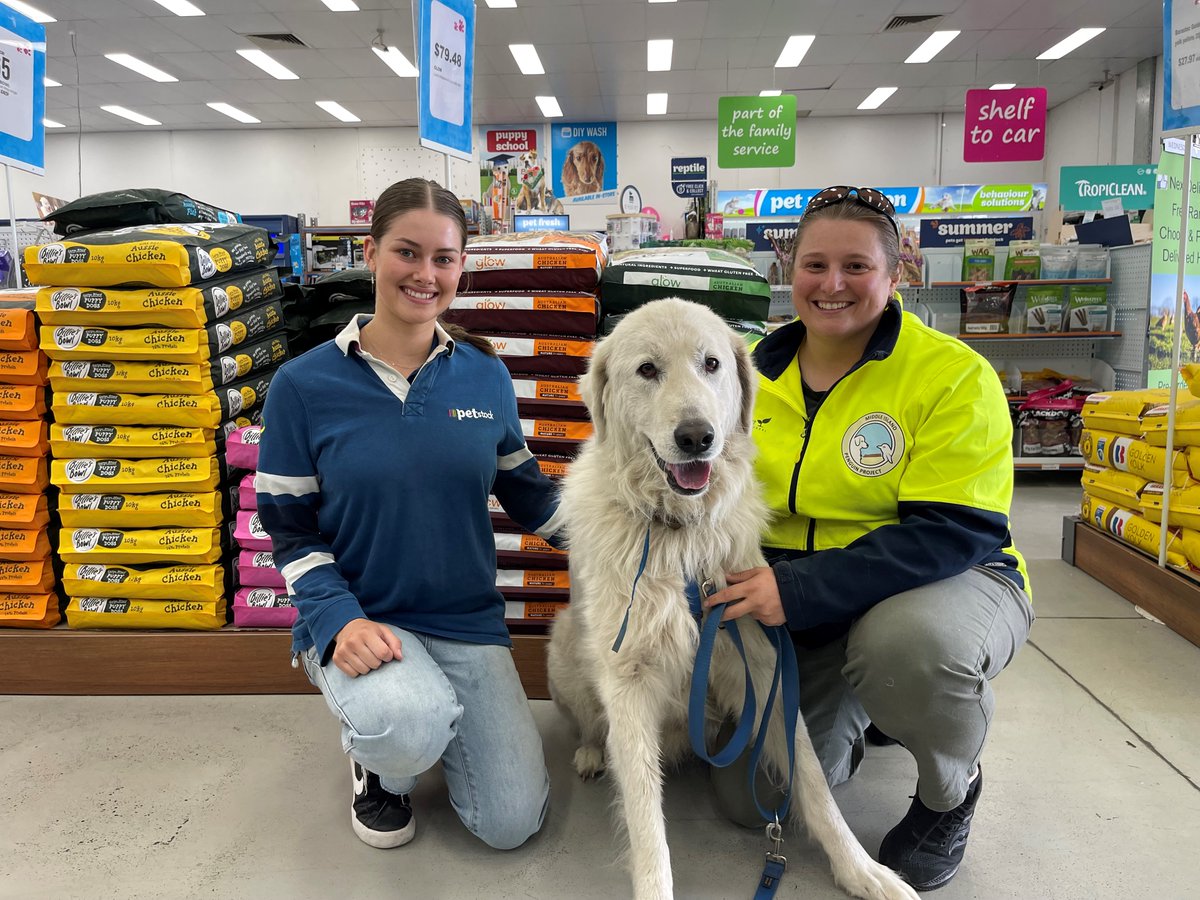 WboolPenguins's tweet photo. Oberon visited Petstock Warrnambool last week for a bath! 🐧🐶Of course he had to stop by the Glo food stand so he could show everyone what keeps him healthy and his tummy happy! 🐶🐶Thank you Petstock for your ongoing support and generosity 🐧🐶 https://t.co/zUwnlVyqCm