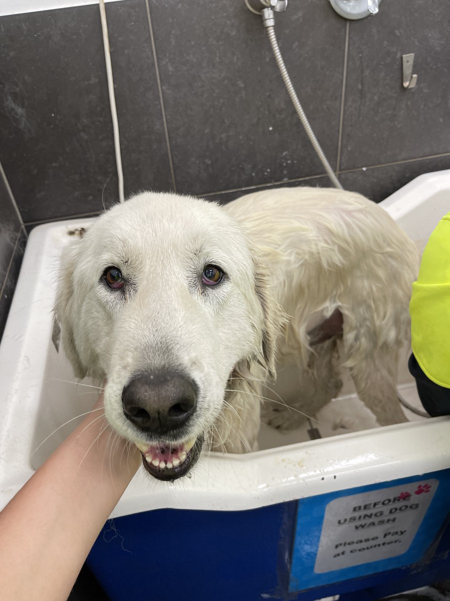 WboolPenguins's tweet photo. Oberon visited Petstock Warrnambool last week for a bath! 🐧🐶Of course he had to stop by the Glo food stand so he could show everyone what keeps him healthy and his tummy happy! 🐶🐶Thank you Petstock for your ongoing support and generosity 🐧🐶 https://t.co/zUwnlVyqCm