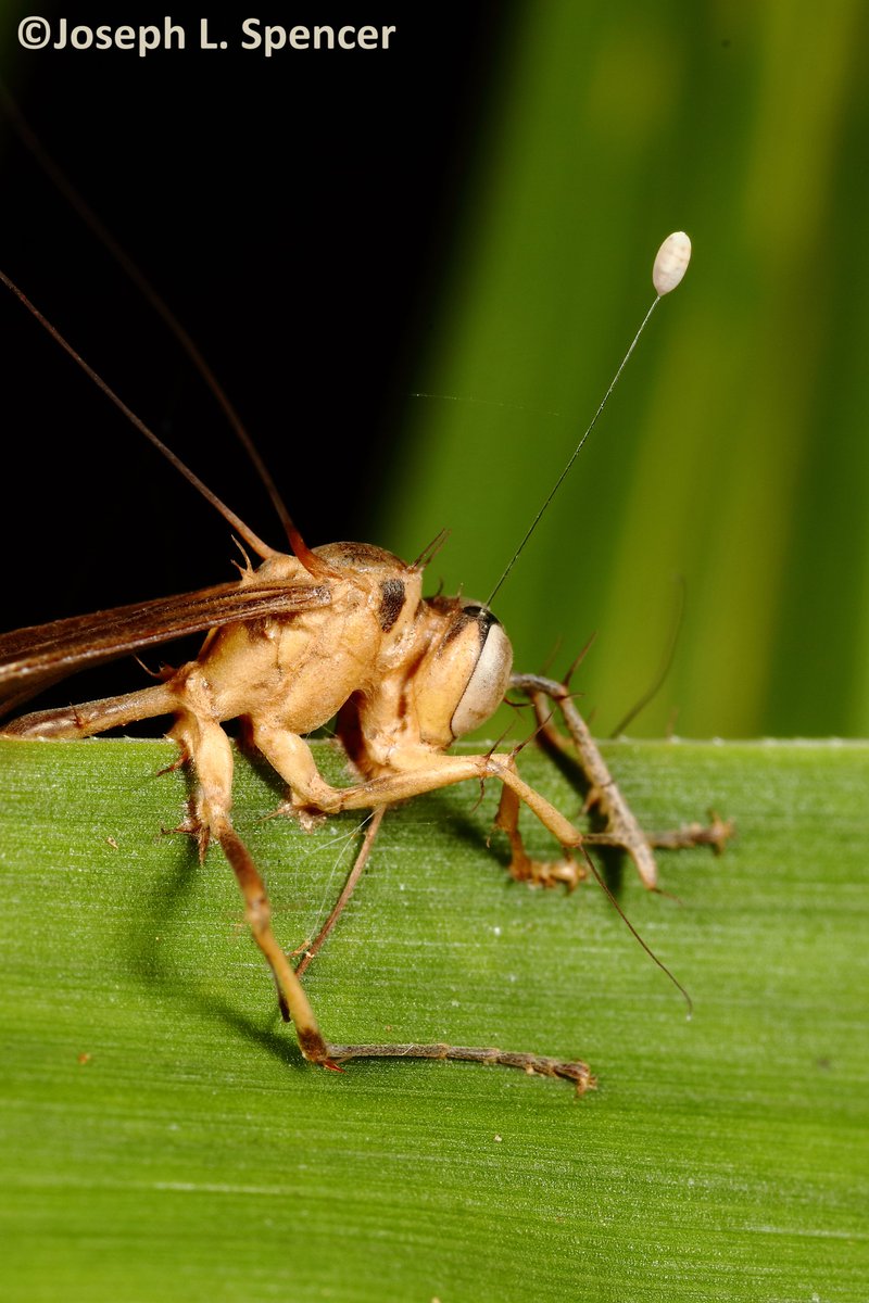 talkingrootworm's tweet photo. โFungus among us!โ On 2/11/23, I found a #wasp that died of a zombie fungus. It was invaded by a mind-controlling #Cordyceps #fungus that made it to cling to a high place before #hyphae & fruiting bodies sprouted, fixing it in place. #Borneo #Sabah #Malaysia #WondersAwait! https://t.co/hwOz7lAMAs