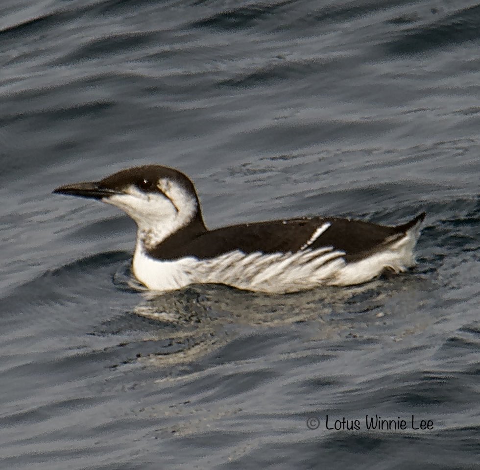 lotuswinnielee's tweet photo. On my first pelagic trip @APCruises boat that left from Sheepshead Bay in Bklyn on 2/10/2024 Saturday I was able to get pictures of four Common Murres &amp; this was one of them, &amp; it was another lifer for me! 🥰😍 #commonmurre #murre #birdwatching #wildlife https://t.co/XT99Tfm9aA