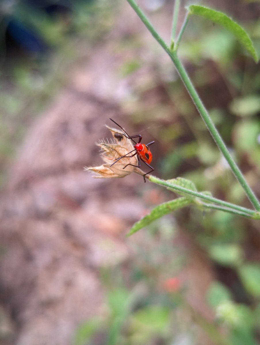 VipulMK25's tweet image. QP a picture with Bokeh (Barely any present in my case🥲)
#Pixel6Pro #AGCGCam #ManualFocus