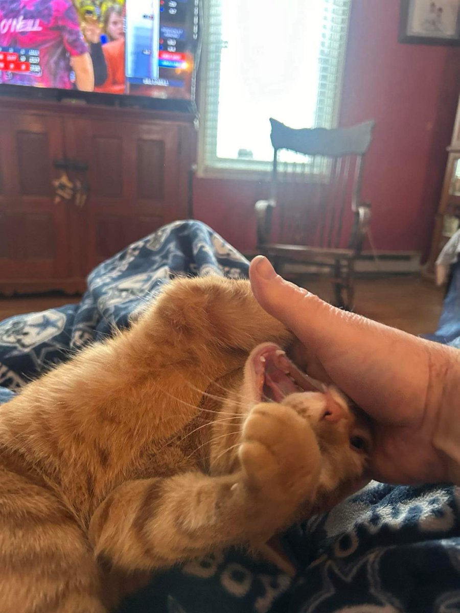 jackandpbug's tweet photo. my two favorite activities…
biting and snuggling with the humans, in that order https://t.co/moQaQQYvHo