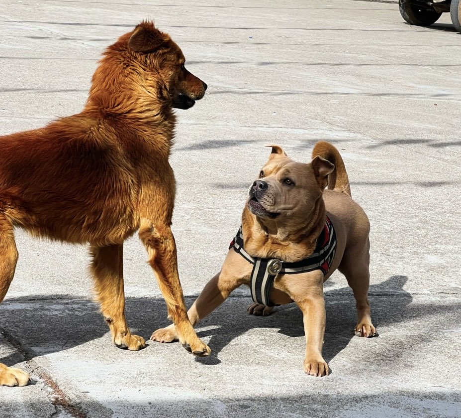 bobbydevito's tweet photo. Lucy from Juniper Cafe is here and is protecting me from the other dogs. I think she’s a little jealous. Been a while since a beautiful woman was jealous of me. 😂
#dhasa
#dogs
#junipercafe https://t.co/KkvKGErtEA